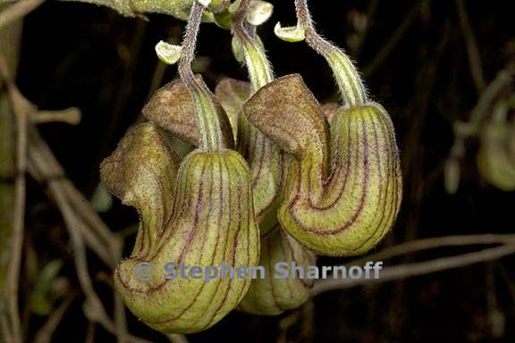 aristolochia californica 6 graphic